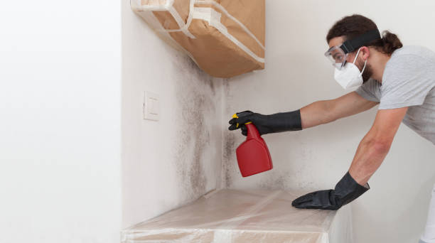 Professional Mold Removal technician working in Hudson, CO