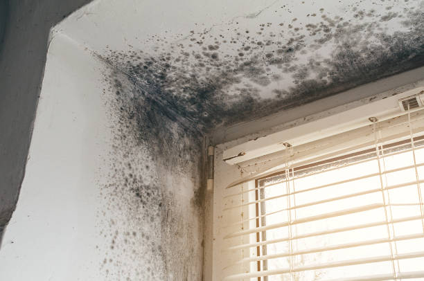 Affordable Mold Removal solutions in Hudson, CO